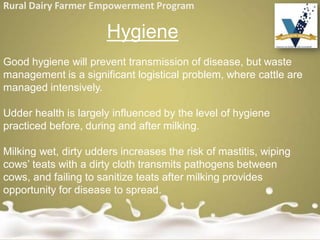 Rural Dairy Farmer Empowerment Program
Hygiene
Good hygiene will prevent transmission of disease, but waste
management is a significant logistical problem, where cattle are
managed intensively.
Udder health is largely influenced by the level of hygiene
practiced before, during and after milking.
Milking wet, dirty udders increases the risk of mastitis, wiping
cows’ teats with a dirty cloth transmits pathogens between
cows, and failing to sanitize teats after milking provides
opportunity for disease to spread.
 
