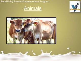 Rural Dairy Farmer Empowerment Program
Animals
 