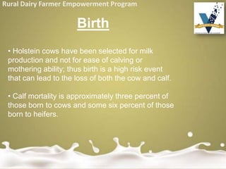 Rural Dairy Farmer Empowerment Program
• Holstein cows have been selected for milk
production and not for ease of calving or
mothering ability; thus birth is a high risk event
that can lead to the loss of both the cow and calf.
• Calf mortality is approximately three percent of
those born to cows and some six percent of those
born to heifers.
Birth
 