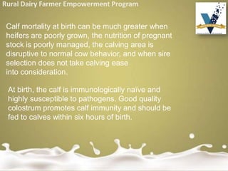 Rural Dairy Farmer Empowerment Program
Calf mortality at birth can be much greater when
heifers are poorly grown, the nutrition of pregnant
stock is poorly managed, the calving area is
disruptive to normal cow behavior, and when sire
selection does not take calving ease
into consideration.
At birth, the calf is immunologically naïve and
highly susceptible to pathogens. Good quality
colostrum promotes calf immunity and should be
fed to calves within six hours of birth.
 