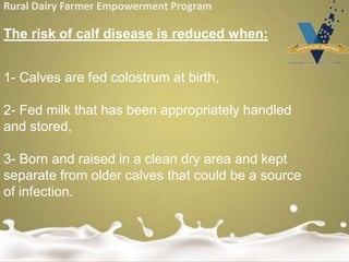 Rural Dairy Farmer Empowerment Program
The risk of calf disease is reduced when:
1- Calves are fed colostrum at birth,
2- Fed milk that has been appropriately handled
and stored,
3- Born and raised in a clean dry area and kept
separate from older calves that could be a source
of infection.
 