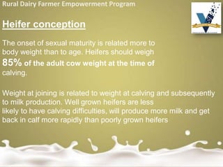 Rural Dairy Farmer Empowerment Program
Heifer conception
The onset of sexual maturity is related more to
body weight than to age. Heifers should weigh
85% of the adult cow weight at the time of
calving.
Weight at joining is related to weight at calving and subsequently
to milk production. Well grown heifers are less
likely to have calving difficulties, will produce more milk and get
back in calf more rapidly than poorly grown heifers
 