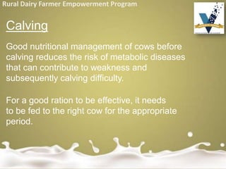 Rural Dairy Farmer Empowerment Program
Calving
Good nutritional management of cows before
calving reduces the risk of metabolic diseases
that can contribute to weakness and
subsequently calving difficulty.
For a good ration to be effective, it needs
to be fed to the right cow for the appropriate
period.
 