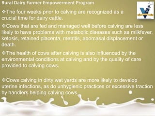 Rural Dairy Farmer Empowerment Program
The four weeks prior to calving are recognized as a
crucial time for dairy cattle.
Cows that are fed and managed well before calving are less
likely to have problems with metabolic diseases such as milkfever,
ketosis, retained placenta, metritis, abomasal displacement or
death.
The health of cows after calving is also influenced by the
environmental conditions at calving and by the quality of care
provided to calving cows.
Cows calving in dirty wet yards are more likely to develop
uterine infections, as do unhygienic practices or excessive traction
by handlers helping calving cows.
 