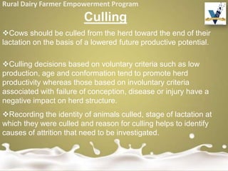 Rural Dairy Farmer Empowerment Program
Culling
Cows should be culled from the herd toward the end of their
lactation on the basis of a lowered future productive potential.
Culling decisions based on voluntary criteria such as low
production, age and conformation tend to promote herd
productivity whereas those based on involuntary criteria
associated with failure of conception, disease or injury have a
negative impact on herd structure.
Recording the identity of animals culled, stage of lactation at
which they were culled and reason for culling helps to identify
causes of attrition that need to be investigated.
 