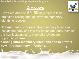 Rural Dairy Farmer Empowerment Program
Dry cows
Cows are dried off 50–60 days before their
projected calving date to allow the mammary
glands to recover.
High-risk periods for new intra-mammary infections
include the early and late dry period and early lactation
the non-lactating or ‘dry’ period provides an
opportunity to treat
existing intra-mammary infections and to prevent
new intra-mammary infections.
 