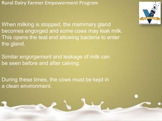 Rural Dairy Farmer Empowerment Program
When milking is stopped, the mammary gland
becomes engorged and some cows may leak milk.
This opens the teat end allowing bacteria to enter
the gland.
Similar engorgement and leakage of milk can
be seen before and after calving.
During these times, the cows must be kept in
a clean environment.
 