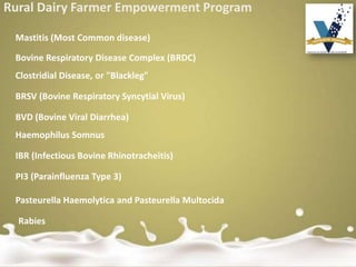 Rural Dairy Farmer Empowerment Program
Bovine Respiratory Disease Complex (BRDC)
Clostridial Disease, or "Blackleg"
BRSV (Bovine Respiratory Syncytial Virus)
BVD (Bovine Viral Diarrhea)
Haemophilus Somnus
IBR (Infectious Bovine Rhinotracheitis)
PI3 (Parainfluenza Type 3)
Pasteurella Haemolytica and Pasteurella Multocida
Rabies
Mastitis (Most Common disease)
 