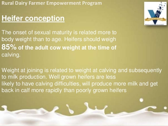 Dairy Heifer Weight Chart