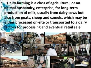 •

Dairy farming is a class of agricultural, or an
animal husbandry, enterprise, for long-term
production of milk, usually from dairy cows but
also from goats, sheep and camels, which may be
either processed on-site or transported to a dairy
factory for processing and eventual retail sale.

 