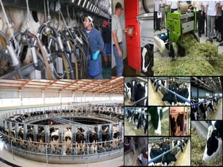 Dairy farming