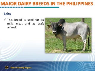 MAJOR DAIRY BREEDS IN THE PHILIPPINES
Zebu
 This breed is used for its
milk, meat and as draft
animal.
Dairy Farming Report10
 