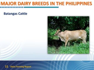 MAJOR DAIRY BREEDS IN THE PHILIPPINES
Batangas Cattle
Dairy Farming Report11
 
