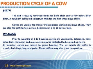PRODUCTION CYCLE OF A COW
Dairy Farming Report13
BIRTH
The calf is usually removed from her dam after only a few hours after
birth. A newborn calf is fed colostrum milk for the first three days of life.
Calves are usually fed milk or milk replacer starting at 3 days of age. They
are also fed calf starter, a grain, beginning at 7 to 10 days of age.
WEANING
Prior to weaning at 6 to 8 weeks, calves are vaccinated, dehorned, have
extra teats removed, and male calves may be castrated to be raised as steers.
At weaning, calves are moved to group housing. The six month old heifer is
usually fed silage, hay, and grain. These heifers may also graze in a pasture.
 