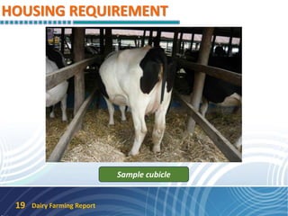 HOUSING REQUIREMENT
Dairy Farming Report19
Sample cubicle
 