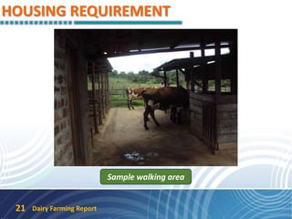 HOUSING REQUIREMENT
Dairy Farming Report21
Sample walking area
 
