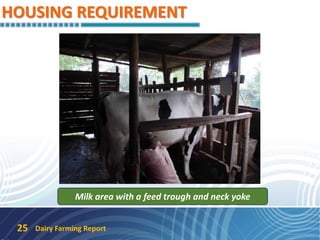 HOUSING REQUIREMENT
Dairy Farming Report25
Milk area with a feed trough and neck yoke
 