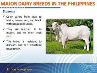 MAJOR DAIRY BREEDS IN THE PHILIPPINES
Brahman
 Color varies from gray to
white, brown, red, and black
with occasional spots.
 They are resistant to to
insects due to their thick
skin.
 This breed is resistant to
diseases and can withstand
heat better.
Dairy Farming Report8
 