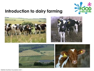 © British Nutrition Foundation 2011
Introduction to dairy farming
 