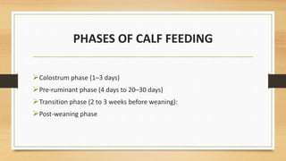 DAIRY FEEDING.pptx. @ busitema University. | PPTX