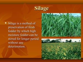 Silage


Silage is a method of
preservation of fresh
fodder by which high
moisture fodder can be
stored for longer period
without any
deterioration.

 