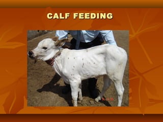 CALF FEEDING

 