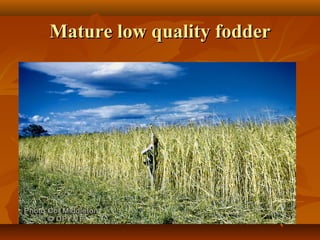 Mature low quality fodder

 