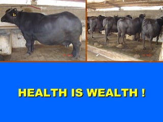 HEALTH IS WEALTH !

 