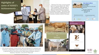 Potential application of lessons from dairy genetics into beef: Lessons from ADGG