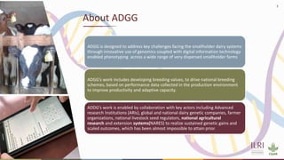 Potential application of lessons from dairy genetics into beef: Lessons from ADGG