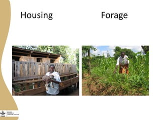 Opportunities, challenges and prospects for dairy goat improvement by the poor: The Kenyan experience