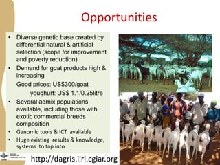 Opportunities, challenges and prospects for dairy goat improvement by the poor: The Kenyan experience