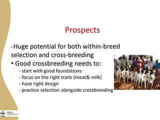 Opportunities, challenges and prospects for dairy goat improvement by the poor: The Kenyan experience