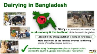 Dairy is an essential component of the
rural economy & the livelihood of the farmers in Bangladesh
More than 60% of the families involved in dairying
consist of small & marginal farmers….
About 84.4% of its population is living in rural areas
Dairying in Bangladesh
Smallholder dairy farming system plays an important role to
alleviate the poverty & upgrade the livelihood of rural farmers
 