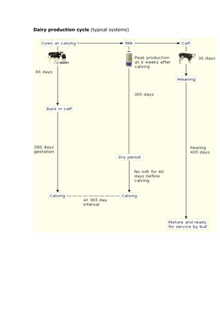 Dairy production cycle (typical systems)
 