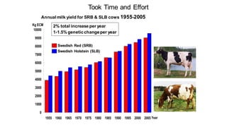 0
1000
2000
3000
4000
5000
6000
7000
8000
9000
10000
1955 1960 1965 1970 1975 1980 1985 1990 1995 2000 2005 Year
Kg ECM
Swedish Red (SRB)
Swedish Holstein (SLB)
2% total increase per year
1-1.5% geneticchangeper year
Annual milk yield for SRB & SLB cows 1955-2005
Took Time and Effort
 