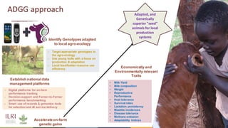 17
ADGG approach
o Digital platforms for on-farm
performance tracking
o Decision-support and Farmer-to-Farmer
performance benchmarking
o Smart use of records & genomics tools
for selection and AI service delivery
Establish nationaldata
managementplatforms • Milk Yield
• Milk composition
• Weight
• Reproductive
Performance
• Heat tolerance
• Survival rates
• Lactation persistency
• Mastitis incidences
• Disease tolerance
• Methane emission
• Adaptability Indices
o Target appropriate genotypes to
the agro-ecology
o Use young bulls with a focus on
production & adaptation
o Local feed/fodder resource use
efficiency
Identify Genotypes adapted
to local agro-ecology
Economically and
Environmentally relevant
Traits
Adapted, and
Genetically
superior "seed”
animals for local
production
systems
Accelerate on-farm
genetic gains
 