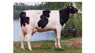 Opportunities for improving dairy production in Burundi: Experience from the ILRI ADGG program