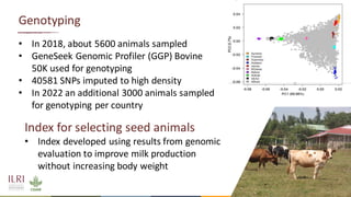 Opportunities for improving dairy production in Burundi: Experience from the ILRI ADGG program