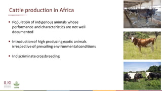 Opportunities for improving dairy production in Burundi: Experience from the ILRI ADGG program