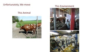 Opportunities for improving dairy production in Burundi: Experience from the ILRI ADGG program