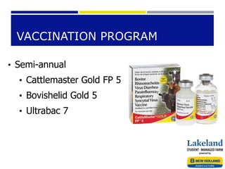 VACCINATION PROGRAM
• Semi-annual
• Cattlemaster Gold FP 5
• Bovishelid Gold 5
• Ultrabac 7
 