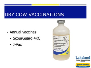 DRY COW VACCINATIONS
• Annual vaccines
• ScourGuard 4KC
• J-Vac
 