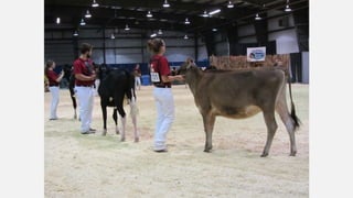 SMF Dairy Final Presentation March 2016