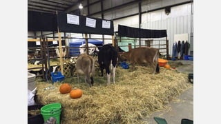 SMF Dairy Final Presentation March 2016