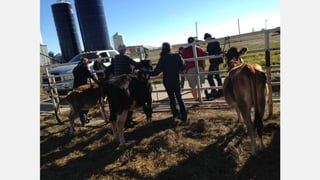 SMF Dairy Final Presentation March 2016