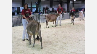 SMF Dairy Final Presentation March 2016