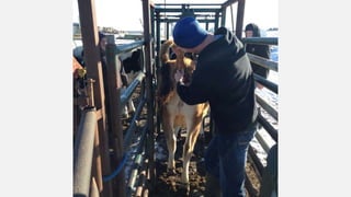 SMF Dairy Final Presentation March 2016