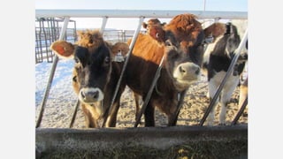 SMF Dairy Final Presentation March 2016