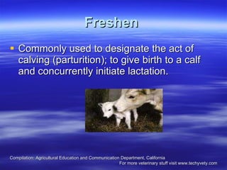 Freshen   Commonly used to designate the act of calving (parturition); to give birth to a calf and concurrently initiate lactation. Compilation: Agricultural Education and Communication Department, California For more veterinary stuff visit www.techyvety.com 